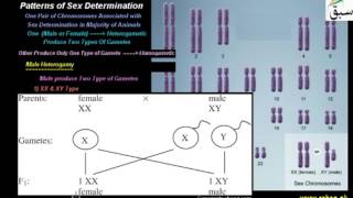Patterns of Sex Determination