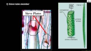 Phloem