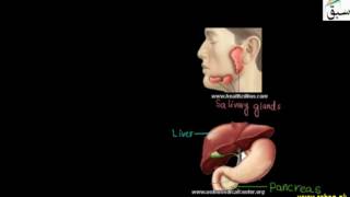 Alimentary Canal