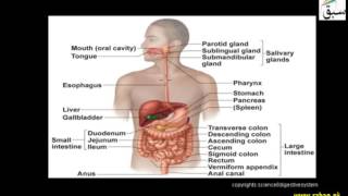More on Digestive System of Man
