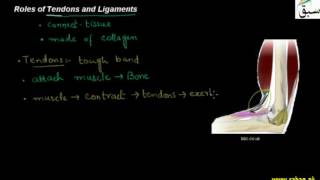Roles of Tendons and Ligaments