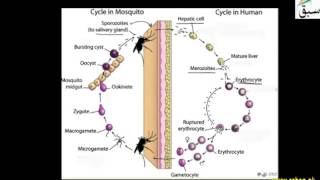 Apicomplexans