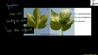 Cotton Leaf Curl Disease