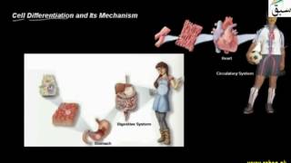 Cell Differentiation and Its Mechanism