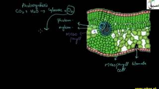 Gaseous Exchange in Plants