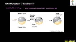 Role of Cytoplasm in Development