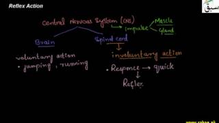 Reflex Arc