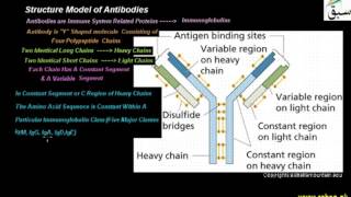 Structure Model of Antibodies