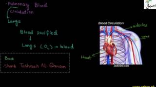 Discovery of Blood Circulation