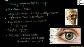 Eye