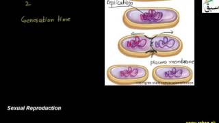 Reproduction in Bacteria