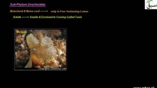 Subphylum, Uro and Cephalo Chordates