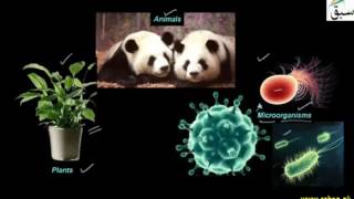 Introduction to Biology