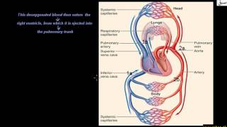 More on Structure of Human Heart