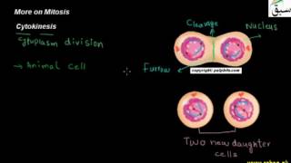 More on Mitosis 2, Cytokinesis