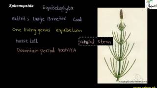 Sphenosida