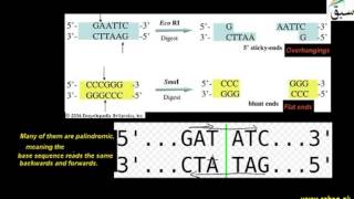 Molecular Sciccor: Restriction Endonucleases