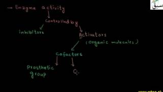Characteristics of Enzymes
