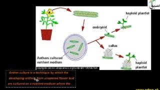 Anther / Pollen Culture