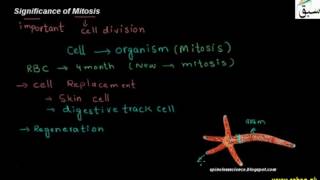 Significance of Mitosis