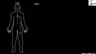 More on Peripheral Nervous System (PNS)