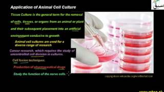 Application of Animal Cell Culture