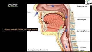 Pharynx