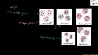 White Blood Cells and Platelets