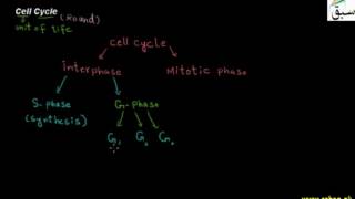 Cell Cycle