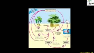 Assimilation and Denitrification