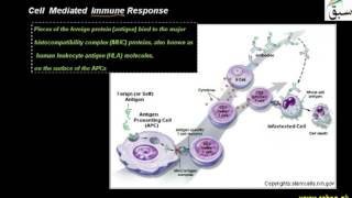 Cell Mediated Immune Response