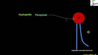 Phospholipids