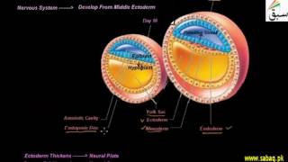 Neurulation in Human Embryo