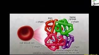 Haemoglobin