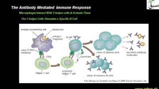 The Antibody Mediated Immune Response