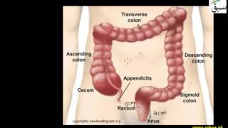 More onLarge Intestine