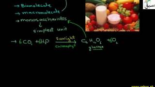 Sources of Carbohydrates