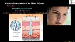 Chemical components of the Skin