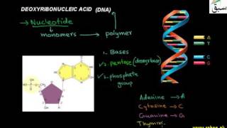 Deoxyribonucleic Acid