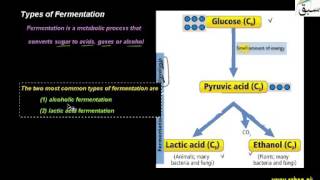 Types of Fermentation