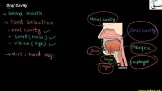 Oral Cavity