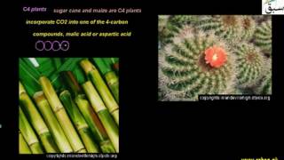 Alternative Mechanisms of Carbon Fixation
