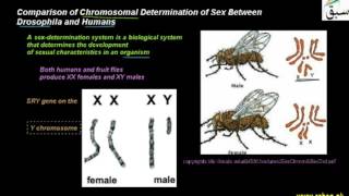 Comparison of Chromosomal Determination of Sex Between Drosophila and Humans