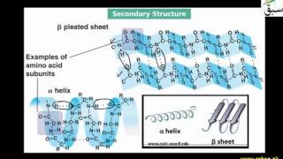 More on Structure of Protein