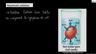 Balance of Water and Solutes in the Body
