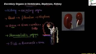 Excretory System