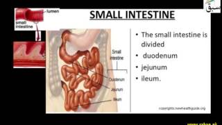More on Jejunum