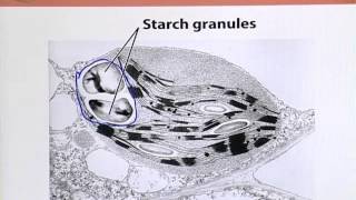 BIO202_Topic026