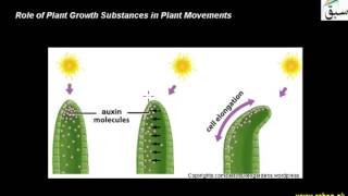 Role of Plant Growth Substance in Plant Movement