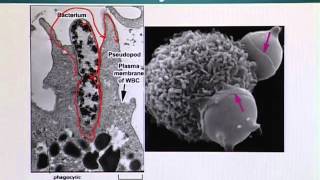BIO201_Topic164